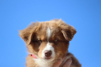 Les chiots de Berger Australien