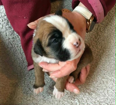 Les chiots de Boxer