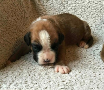 Les chiots de Boxer