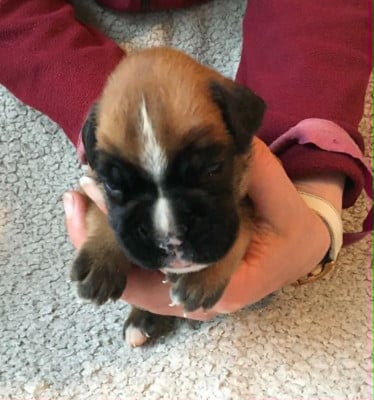Les chiots de Boxer
