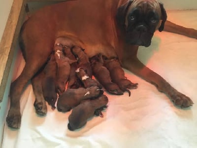 Les chiots de Boxer