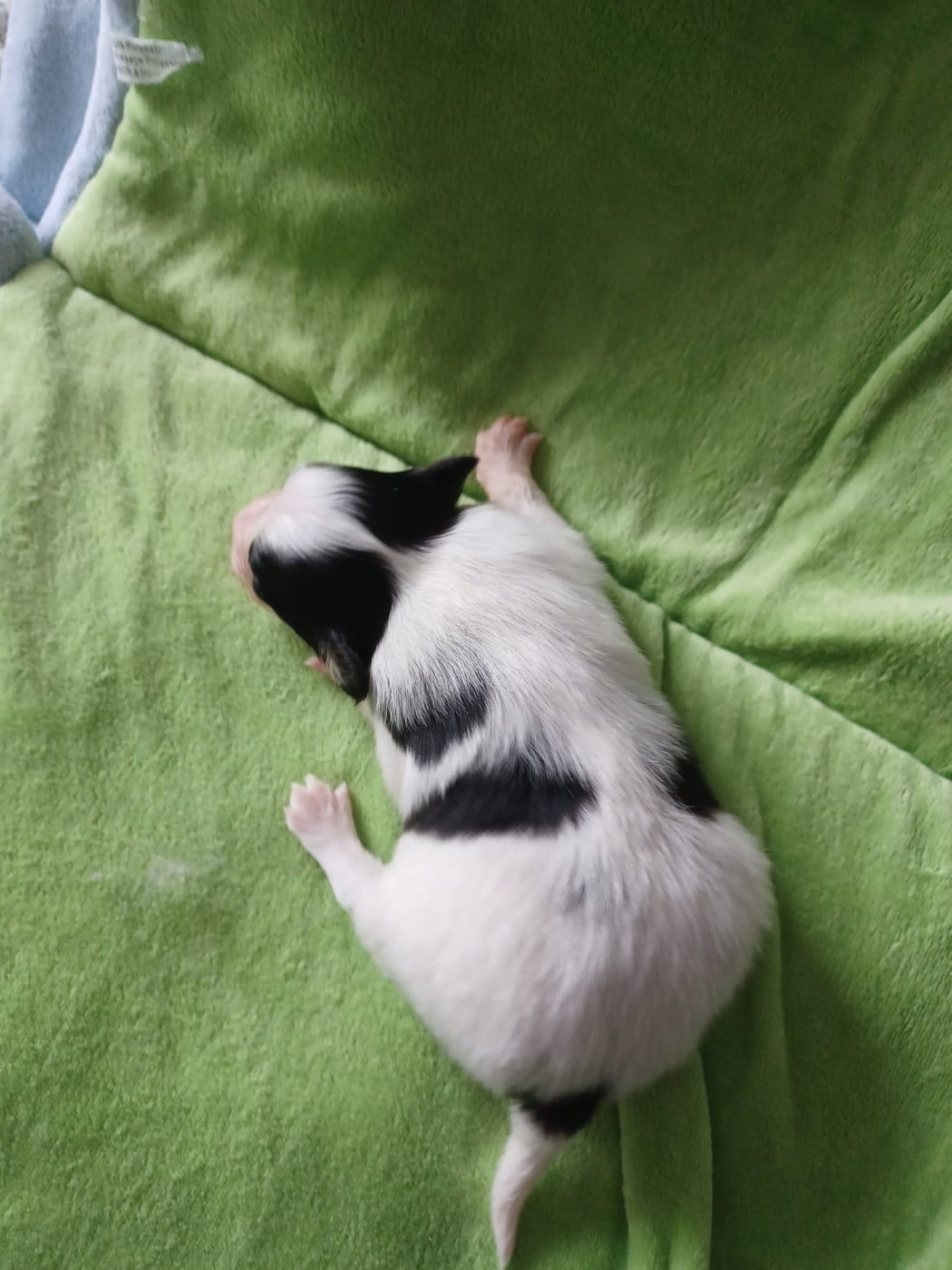 CHIOT 3 - Epagneul nain Continental (Papillon)