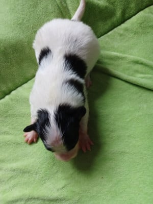 CHIOT 6 - Epagneul nain Continental (Papillon)