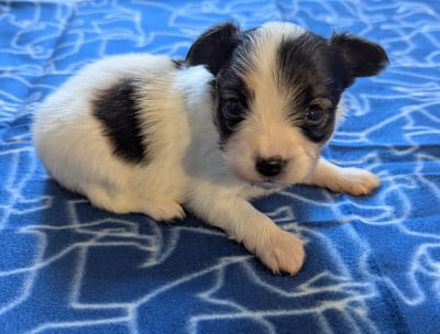 Les chiots de Epagneul nain Continental (Papillon)
