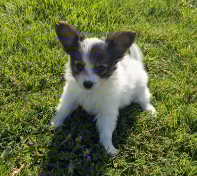 Les chiots de Epagneul nain Continental (Papillon)