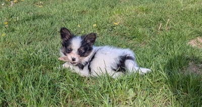 Les chiots de Epagneul nain Continental (Papillon)