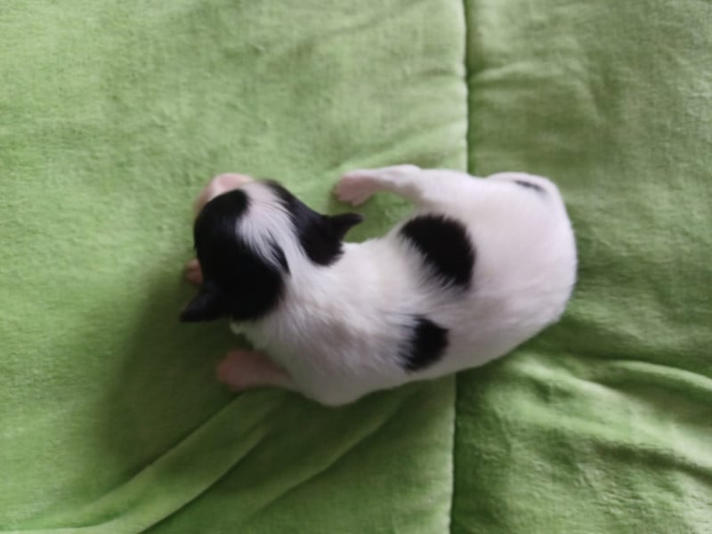 Epagneul nain Continental (Papillon) - Des Plages De Goarem