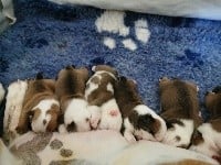 Bulldog Anglais - MAGNIFIQUE CHIOTS A RÉSERVER - Du Shadogfionie