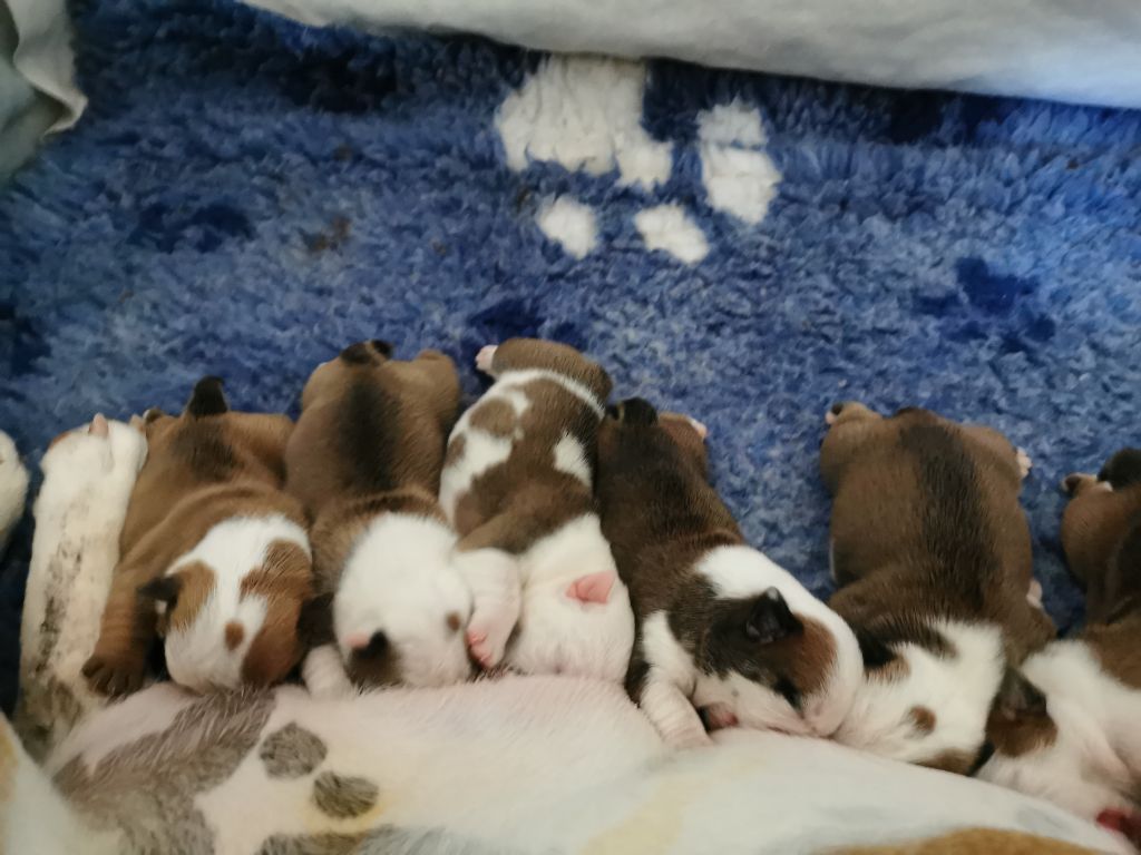 MAGNIFIQUE CHIOTS A R?SERVER Bulldog Anglais