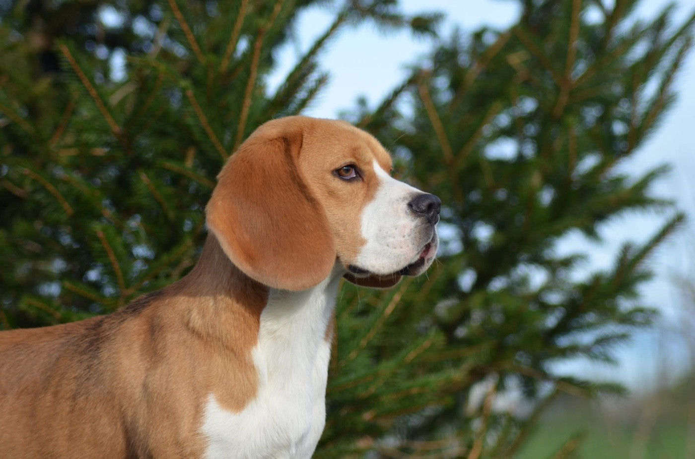 Virage à fond Des Chasseurs Du Temps