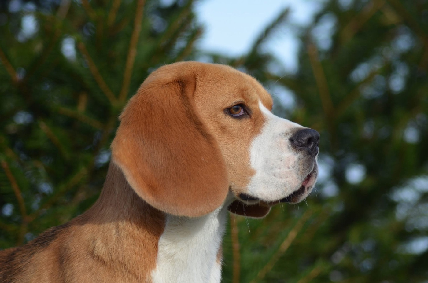 Virage à fond Des Chasseurs Du Temps