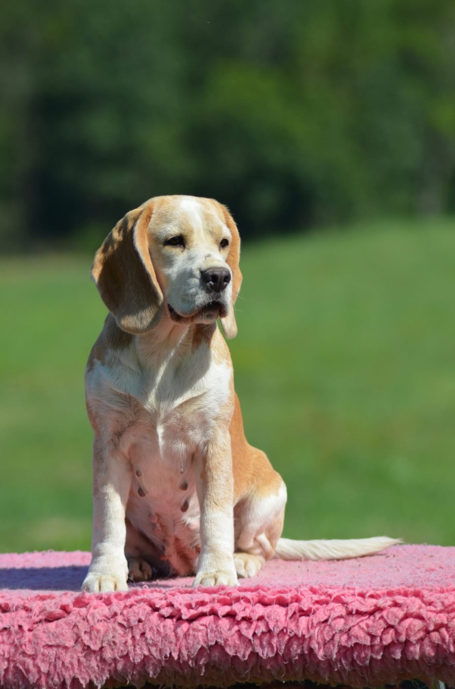 Rookie of the year Des Chasseurs Du Temps