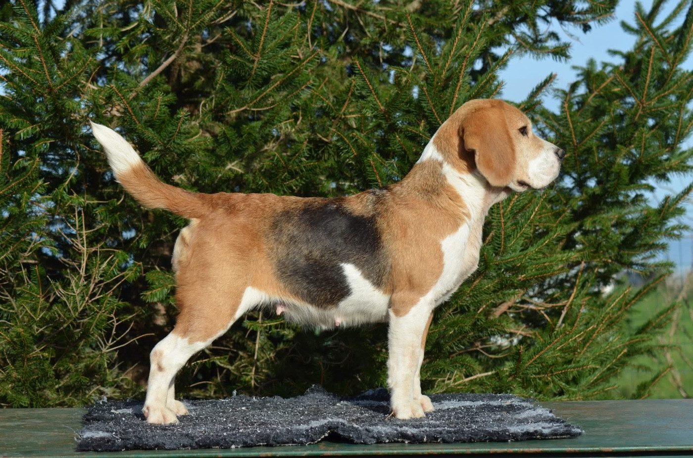 Phanphare De Loujennandre