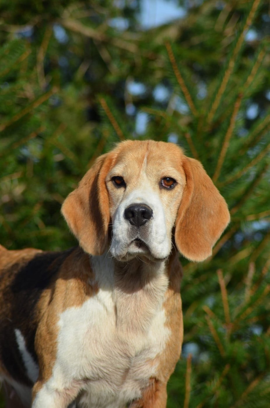 Phanphare De Loujennandre