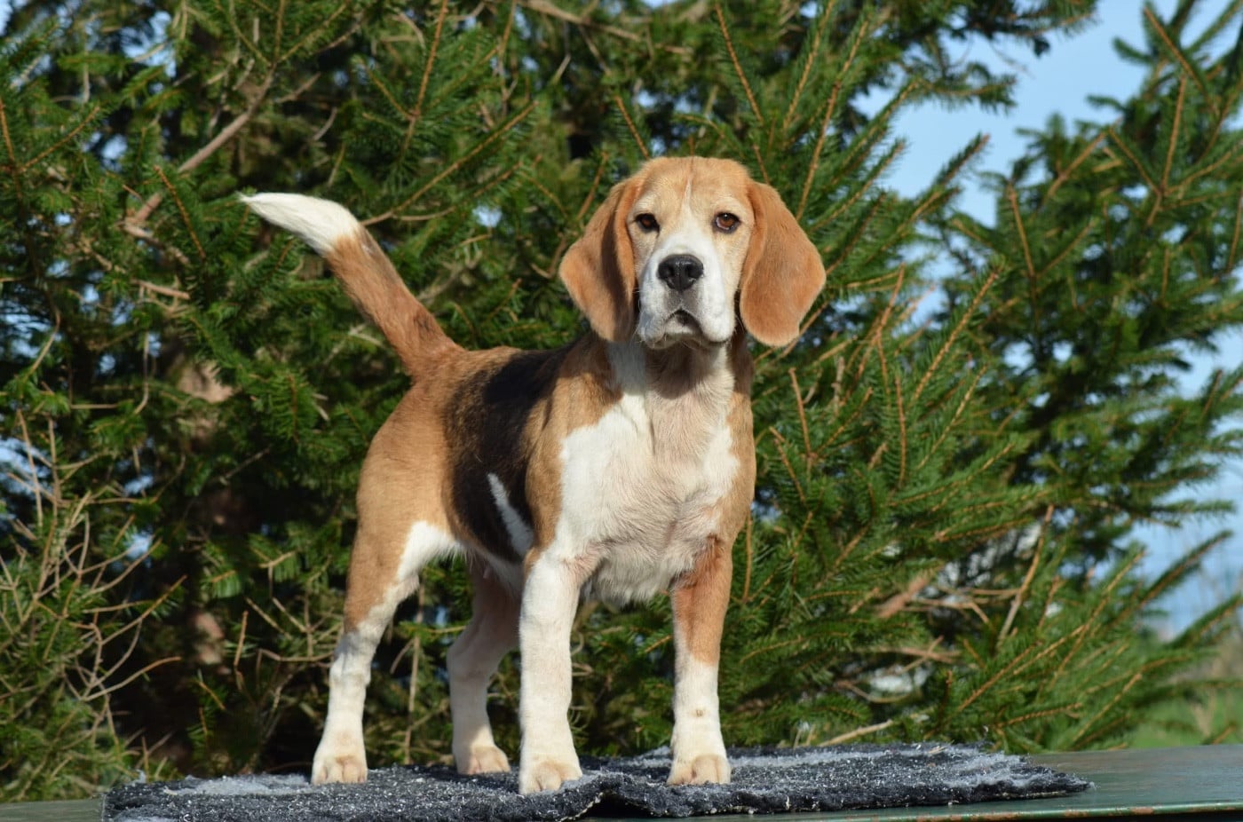 Phanphare De Loujennandre