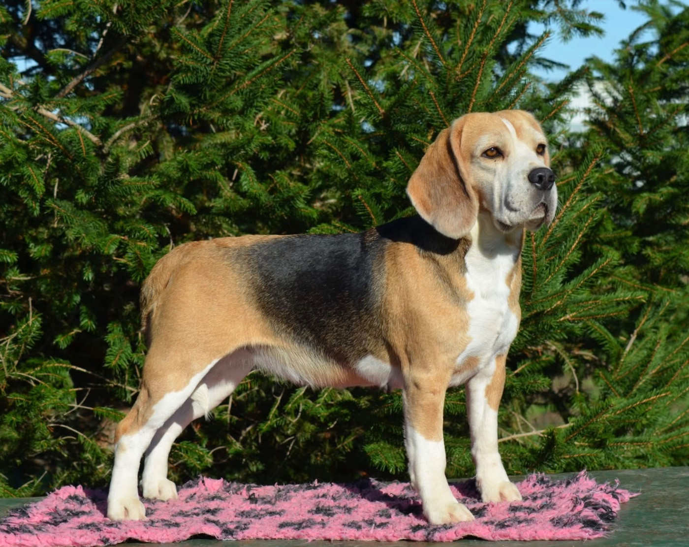 Publication : Des Gardiens D'Alma