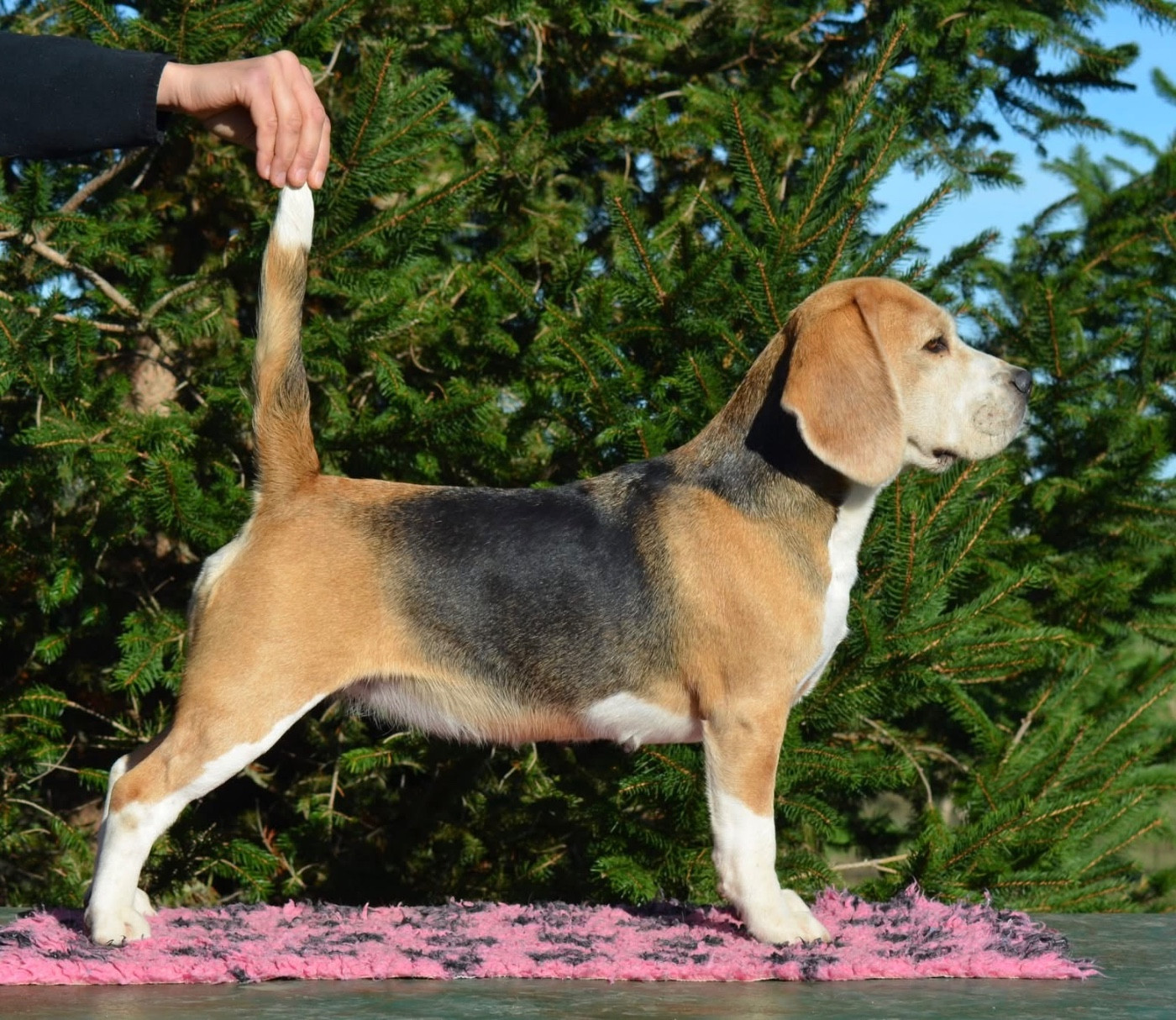 Publication : Des Gardiens D'Alma