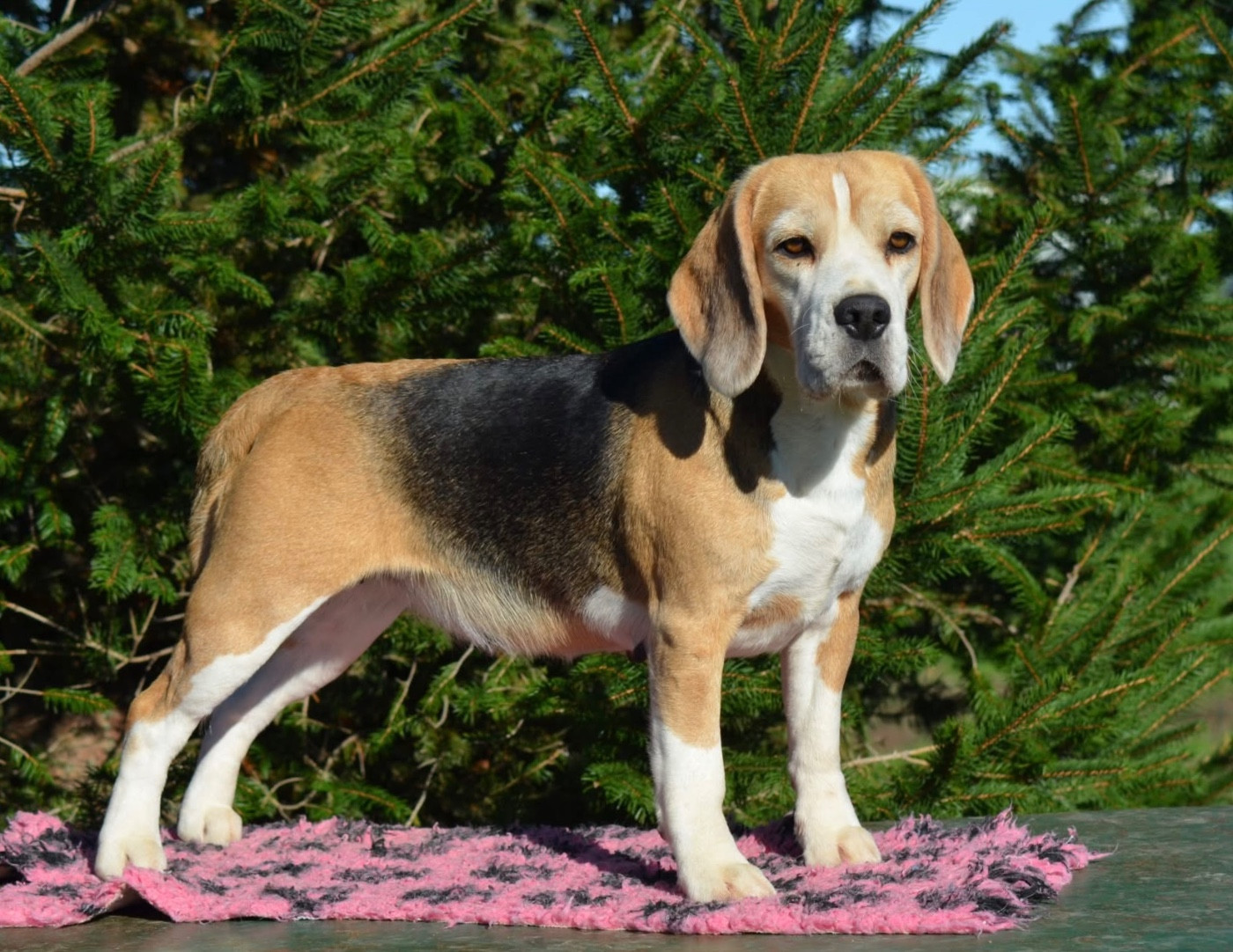 Publication : Des Gardiens D'Alma