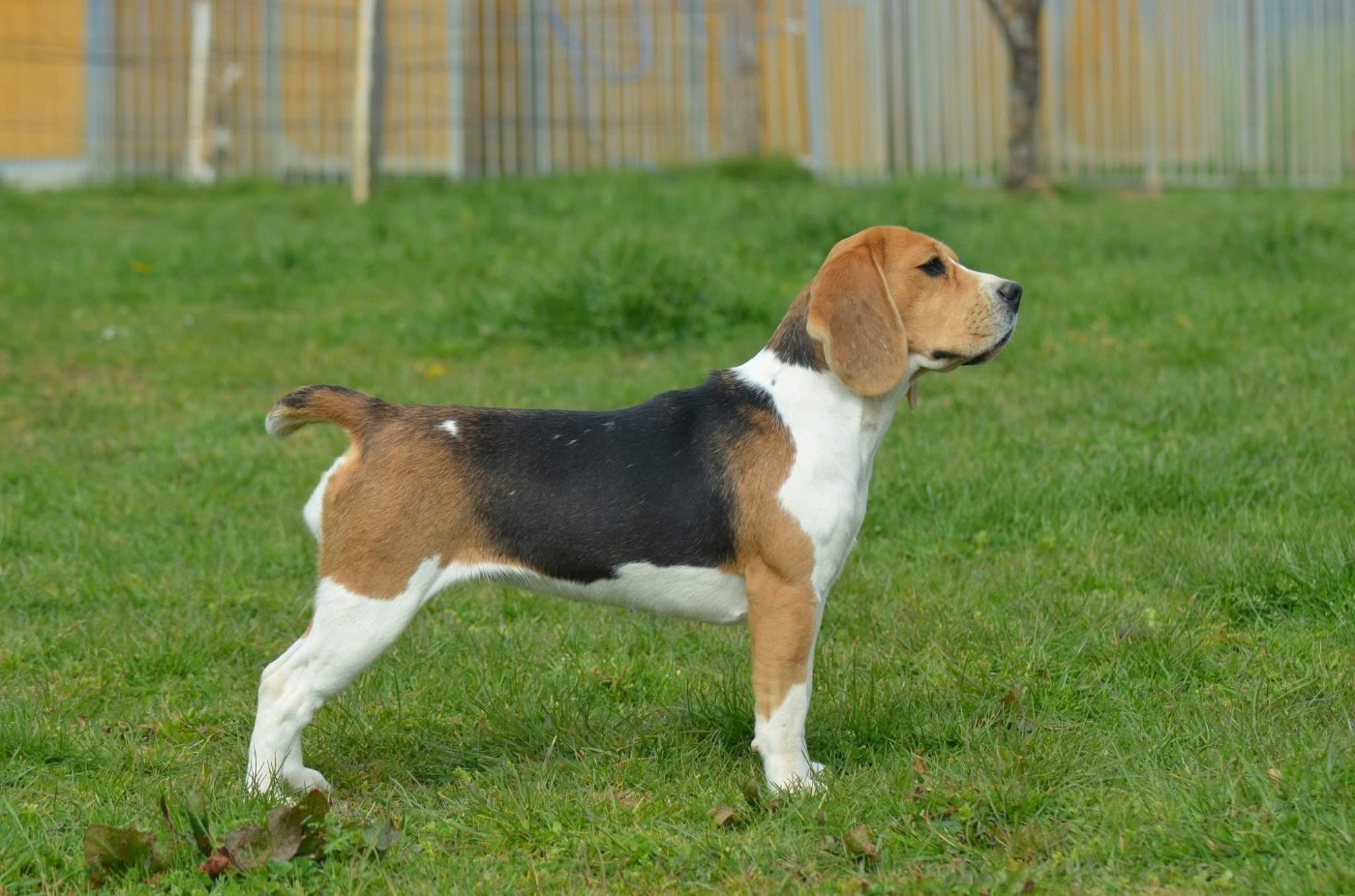 Publication : Des Gardiens D'Alma