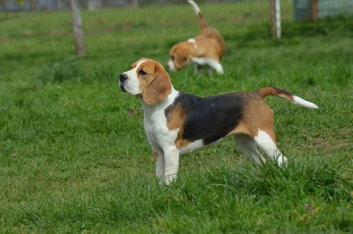 Publication : Des Gardiens D'Alma