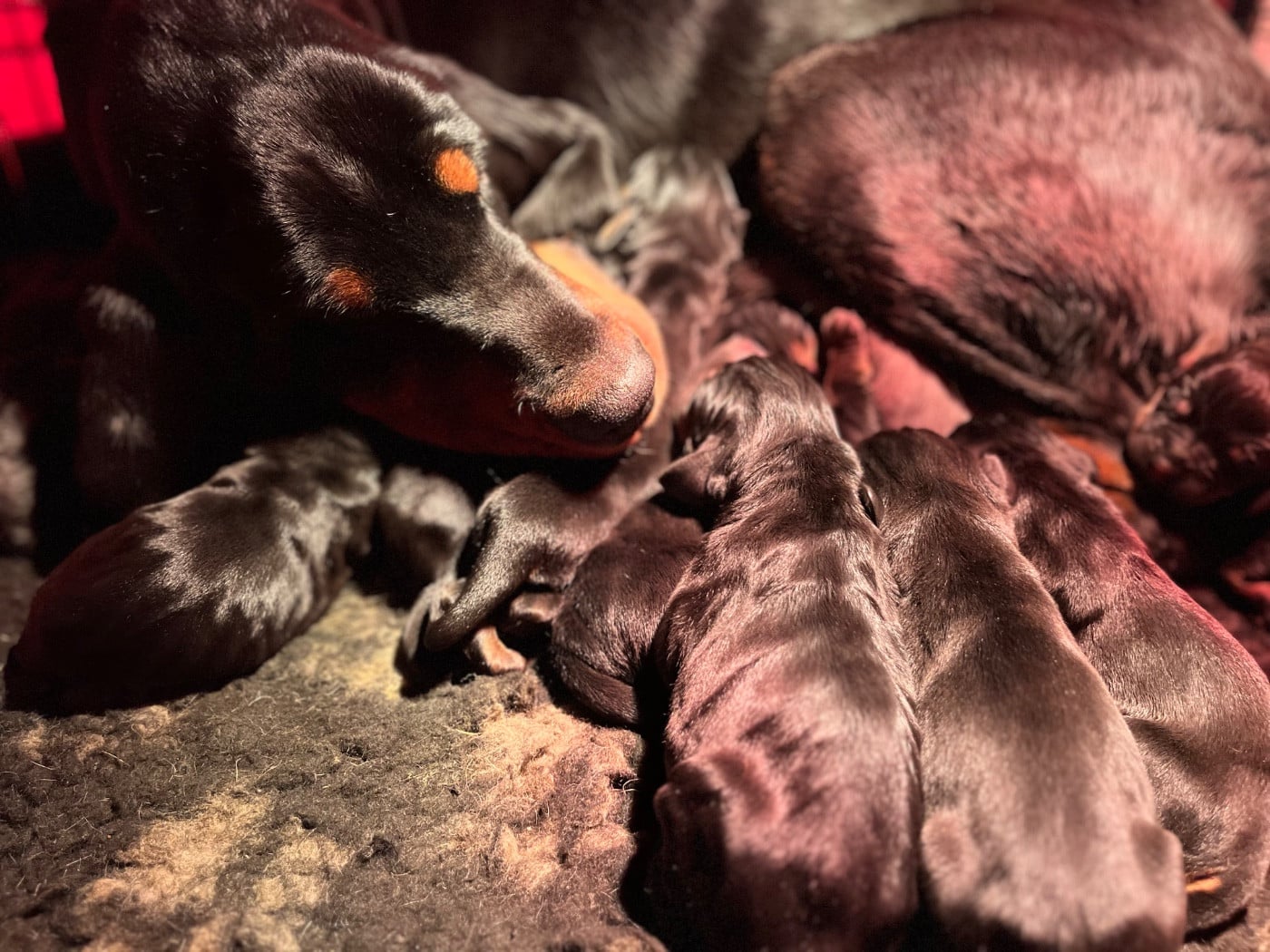 Chiot Chien noir et feu pour la chasse au raton laveur