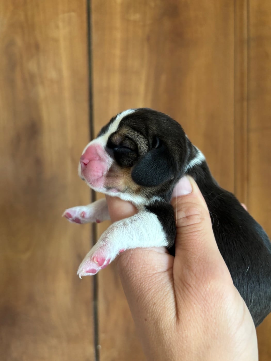 CHIOT 5