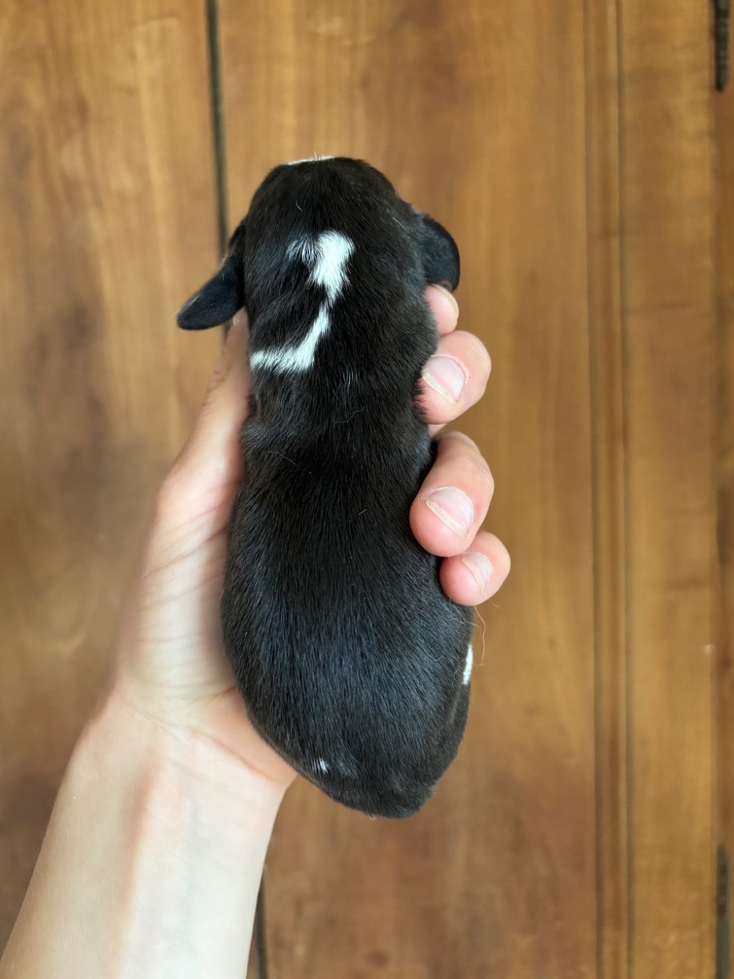 CHIOT 5