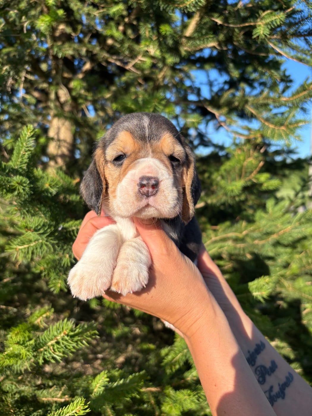 Beagle - Des Gardiens D'Alma