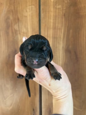Les chiots de Chien noir et feu pour la chasse au raton laveur