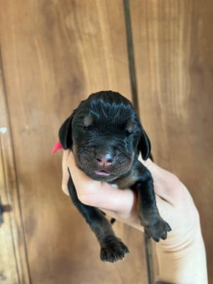 Femelle rose - Chien noir et feu pour la chasse au raton laveur