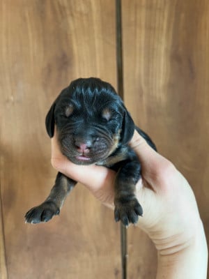 Femelle vert - Chien noir et feu pour la chasse au raton laveur