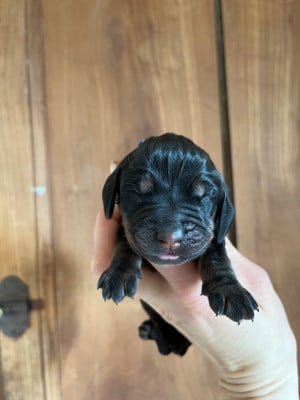 Femelle bleue - Chien noir et feu pour la chasse au raton laveur