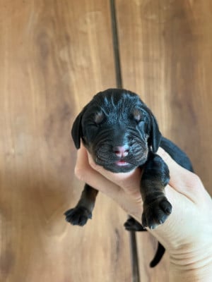 Femelle rouge - Chien noir et feu pour la chasse au raton laveur