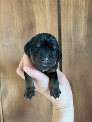 Mâle - Chien noir et feu pour la chasse au raton laveur