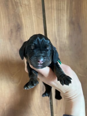 Mâle vert - Chien noir et feu pour la chasse au raton laveur