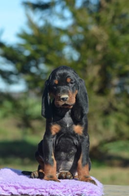Les chiots de Chien noir et feu pour la chasse au raton laveur