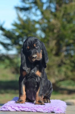 Les chiots de Chien noir et feu pour la chasse au raton laveur