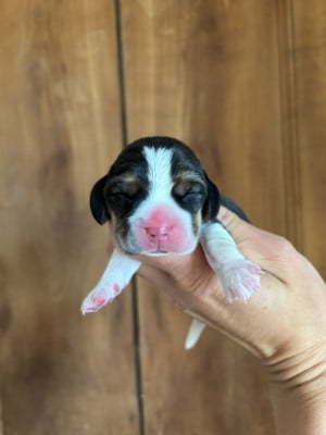 Beagle