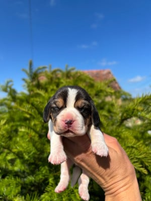 Les chiots de Beagle