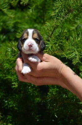 Les chiots de Beagle
