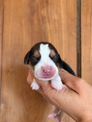 Beagle