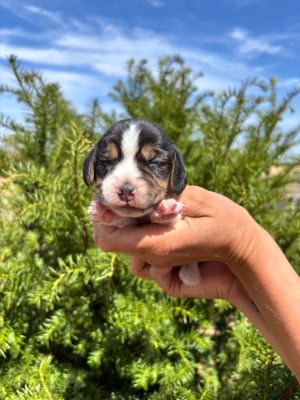Les chiots de Beagle
