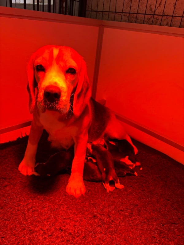 Beagle - Des Gardiens D'Alma