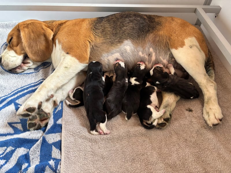 Beagle - Des Gardiens D'Alma