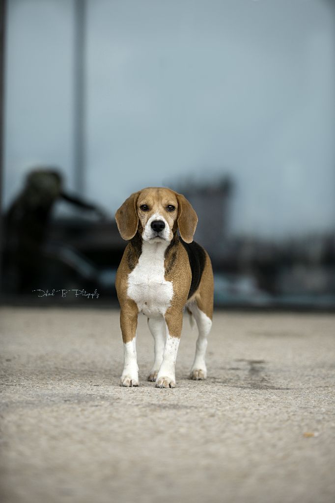 rencontres beagle