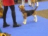 Polposition Des Chasseurs Du Temps - 1er Très Prometteur + Best Puppy [cl. puppy)