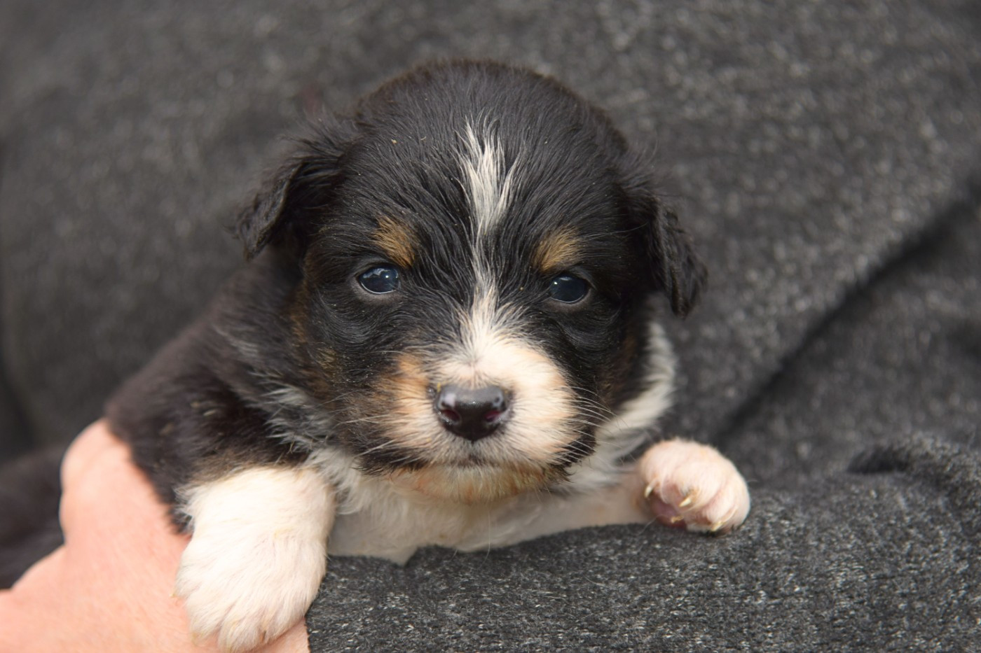 Bentley