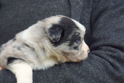 Les chiots de Berger Australien