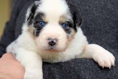 Les chiots de Berger Australien