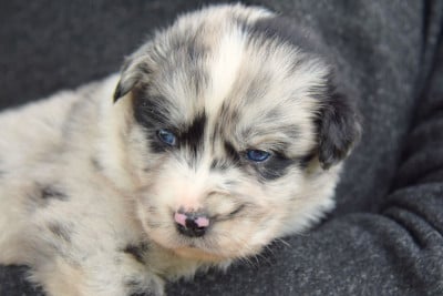 Les chiots de Berger Australien